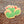Prickly Pear Cactus Sticker