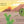 Baby Cactus: Finger Puppet Book