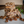 Milk Chocolate Toffee - Small
