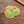 Prickly Pear Cactus Sticker