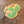 Prickly Pear Cactus Sticker
