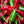 New Mexico Red Chile Olive Oil: 375ml | 12.68oz